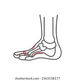 Ankle Joint Anatomy Overview Design