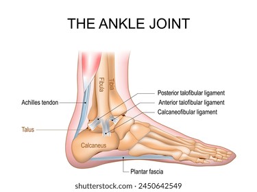 The ankle joint anatomy. Talocrural region or the jumping bone. Part of human body where the foot and the leg meet. Plantar fascia and Achilles tendon. 