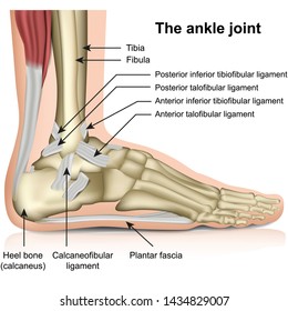 Anatomy of the ankle joint showing bones and ligaments