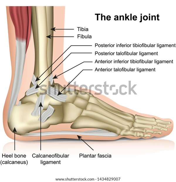 The ankle joint, tendons\
of the ankle joint foot anatomy vector illustration eps 10\
infographic
