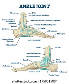 Ilustración vectorial de la articulación del ángulo. Esquema de estructura de piernas educacionales. Explicación fisiológica de ortopedia con cierre aislado de dedos de pie. Sección transversal con falanges, tibia, estragos, grafo de ligamento