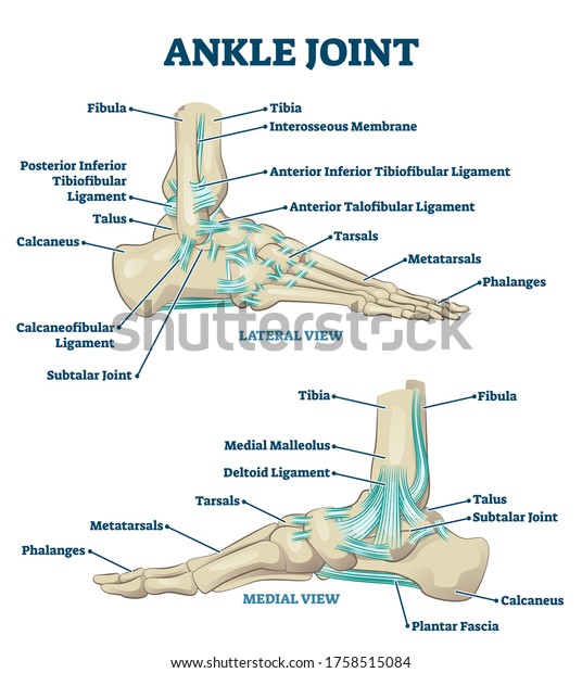 Ankle joint vector illustration. Labeled\
educational leg structure scheme. Physiological orthopedics\
explanation with isolated toe closeup. Cross section with\
phalanges, tibia, tarsals, ligament\
graph