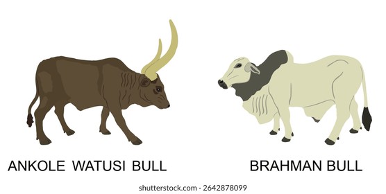 Ankole Watusi vaca contra Brahman touro vetor ilustração isolado. Chefe Taurus. Vaca de chifre comprido. Touro africano. Zebu boi. Um animal forte e poderoso. Explorações pecuárias. Bovinos herbívoros. Alimentos orgânicos.