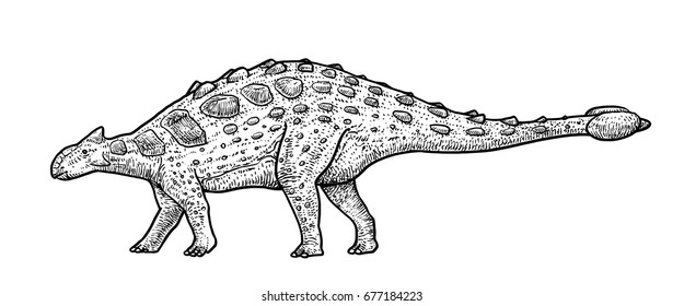 Ankylosaurus illustration, drawing, engraving, ink, line art, vector