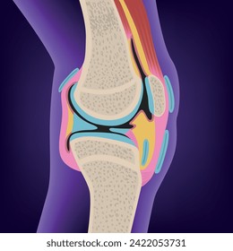 Annatomy of the human knee joint. Drawing of a leg on a blue background. Medical poster. Vector illustration