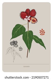 Annatto (Bixa Orellana) plant and seed. Vector flat illustration.