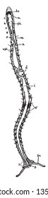 Annelids also known as the ringed worms or segmented worms are a large phylum with over 17000 extant species including ragworms, vintage line drawing or engraving illustration.