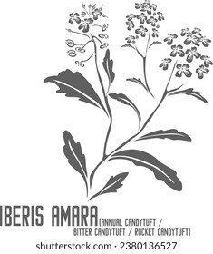 Annual Candytuft, Bitter Candytuft flowers vector silhouette. Medicinal Iberis amara plant outline. Set of Rocket Candytuft flowers in Line for pharmaceuticals. Contour drawing of medicinal herbs