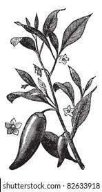 Annual chili (Capsicum annuum) or Mississippi sport pepper, vintage engraved illustration. Trousset encyclopedia (1886 - 1891).