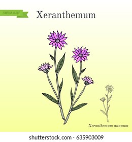 Annual everlasting or immortelle (Xeranthemum annuum ), flower plant. Hand drawn botanical vector illustration