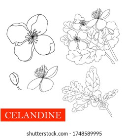 Annual herbaceous plant celandine, celandine root, MEDICINAL PLANT. NON-TRADITIONAL MEDICINE. Linear drawing on a white background isolated.