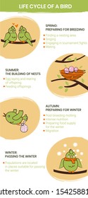 
annual life cycle of a bird. presentation. flyer, flyer. educational material for children.