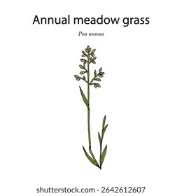 Annual meadow grass, or bluegrass (Poa annua), turfgrass plant. Hand drawn botanical vector illustration