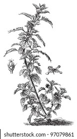 Annual Nettle (Urtica urens) / vintage illustration from Meyers Konversations-Lexikon 1897