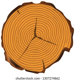 Annual rings on a cut of a tree with bark sites