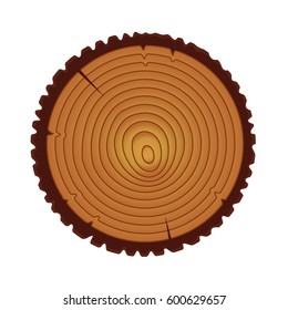  Annual tree rings. Saw cut trunk.