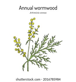 Annual wormwood or sweet sagewort (Artemisia annua), medicinal plant. Hand drawn botanical vector illustration