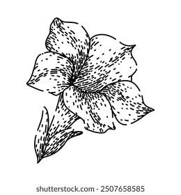 annuals petunia hand drawn. colors seeds, planting care, soil sunlight annuals petunia vector sketch. isolated black illustration