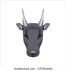Anoa is a critically endangered animal.