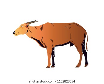 anoa images stock photos vectors shutterstock https www shutterstock com image vector anoa endemic animal sulawesi illustration vector 1152828554