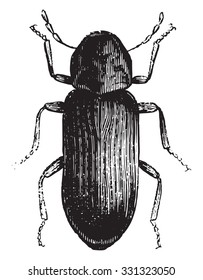 Anobium pertinax, vintage engraved illustration. Industrial encyclopedia E.-O. Lami - 1875.
