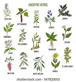 Anodyne herbs. Hand drawn vector set of medicinal plants