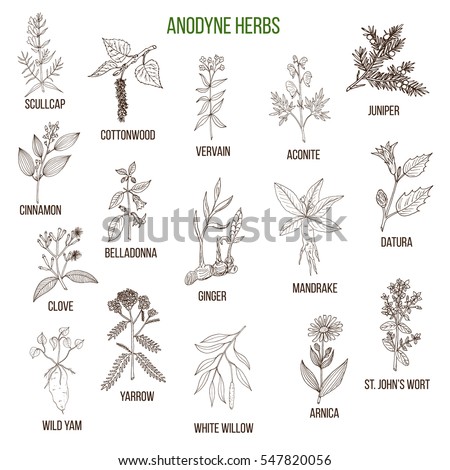 Anodyne herbs. Hand drawn vector set of medicinal plants