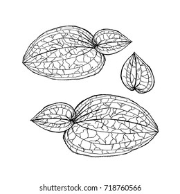 Anoectochilus calcareus orchids leaves by hand drawing. Orchids leaves vector on white background.