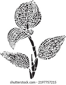 Anoectochilus Vector Stencil, black and white