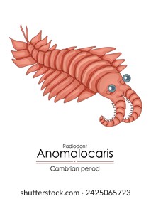 Anomalocaris, a Cambrian period creature. Colorful illustration on a white background