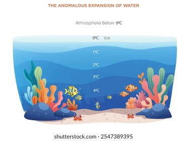 The anomalous expansion of water occurs between 0°C and 4°C, where water expands upon cooling, making ice less dense and allowing it to float on liquid water.