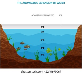 The anomalous expansion of water vector illustration. It is an abnormal property of water whereby it expands instead of contracting when the temperature goes from 4°C to 0°C. 