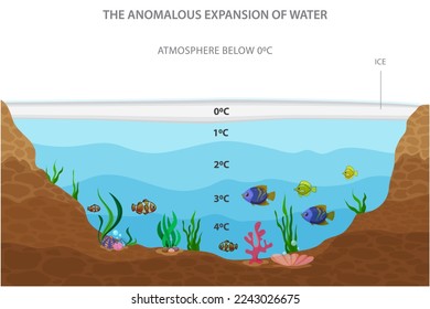 The anomalous expansion of water vector illustration. It is an abnormal property of water whereby it expands instead of contracting when the temperature goes from 4°C to 0°C. 