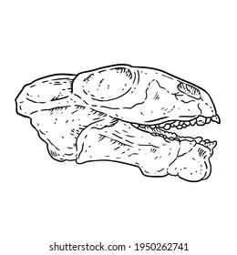 Anomodont Ulemica Invisa fossilized skull hand drawn sketch image. Paleontology bones fossil illustration drawing. Vector outline silhouette