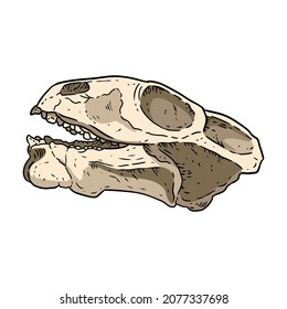 Anomodont Ulemica Invisa fossilized skull hand drawn image. Paleontology bones fossil illustration drawing. Vector outline silhouette