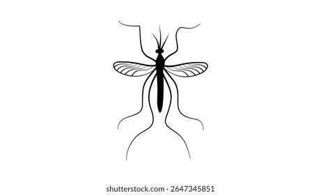 Anopheles Franciscanus top view, black isolated silhouette
