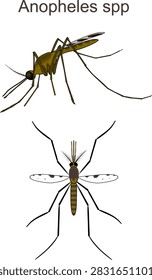 Anopheles mosquito in lateral view and schematic dorsal view
