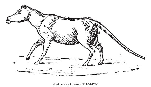 Anoplotherium, vintage engraved illustration. Dictionary of words and things - Larive and Fleury - 1895.
