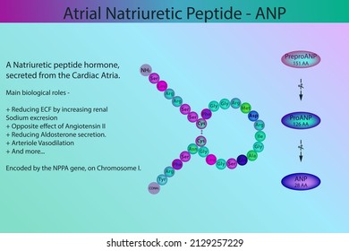 ANP Atrial Natriuretic Peptide Hormone Peptide Structure And Infographic With Short Information About Biological Role On Purple Background.