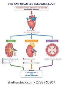 ANP negative feedback loop showing how the heart, kidneys, and blood vessels coordinate to lower blood volume and pressure via natriuresis, reduced aldosterone, and vasodilation. Outline diagram
