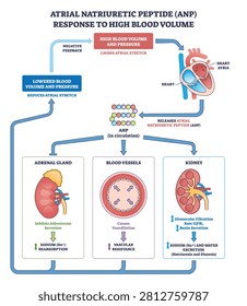 ANP pathway diagram shows atrial natriuretic peptide reducing blood volume and pressure through heart atria, kidneys, and blood vessels, with negative feedback and hormone effects. Outline diagram