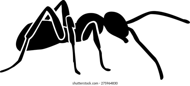 Ant