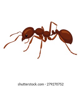 Ant