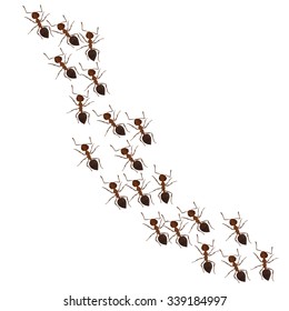 ant