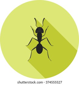 Ant