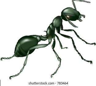 ant