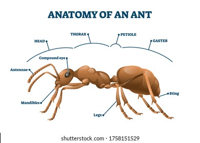 Ant anatomical structure vector illustration. Labeled biological body scheme. Educational description with zoological physiology study graphic. Thorax, petiole, gaster and mandibles parts location.