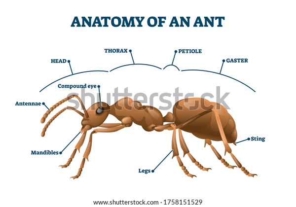Ant anatomical structure vector illustration.\
Labeled biological body scheme. Educational description with\
zoological physiology study graphic. Thorax, petiole, gaster and\
mandibles parts location.