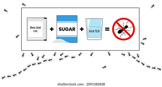 Caña de hormiga con ácido bórico, azúcar y agua. Insecticida. Señal de advertencia no hormigas. Cartel vectorial sobre fondo blanco.