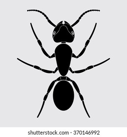 ant black on a white background top view vector